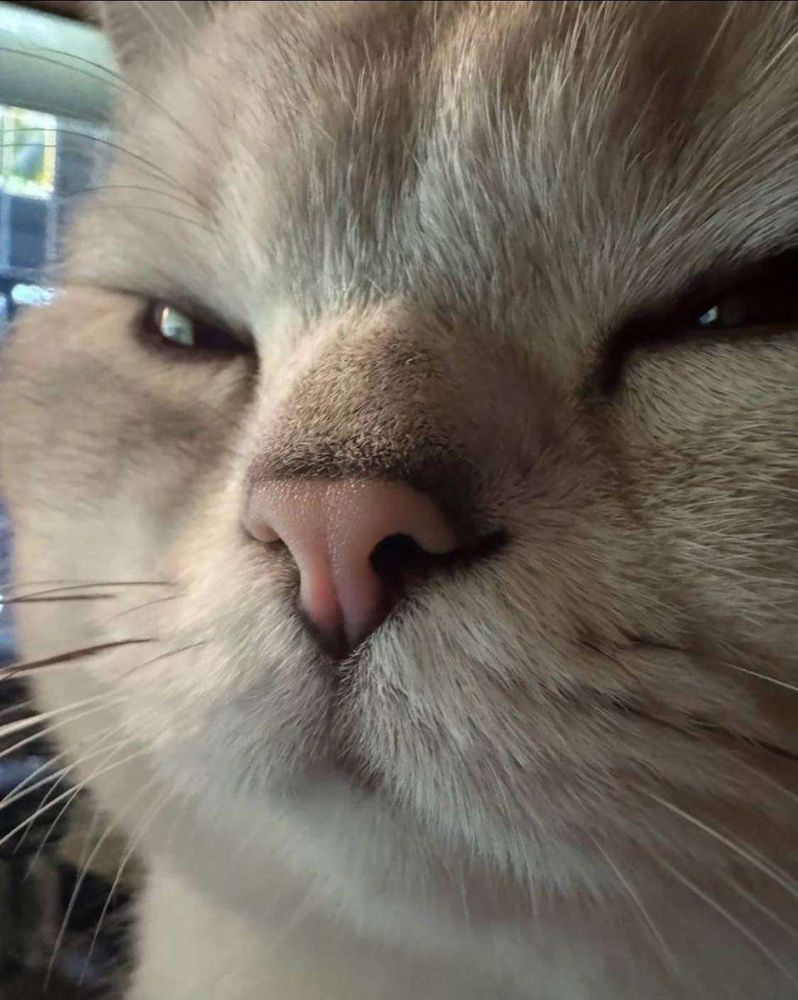 Foto bem de perto do narizinho rosa de um gatinho cinza com o rostinho redondinho e os olhinhos entreabertos de sono