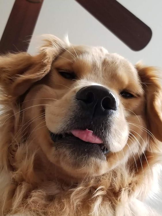 Foto de baixo pra cima de um cachorro da raça golden retriever olhando pra baixo pra foto com cara de bobão com a ponta da língua pra fora