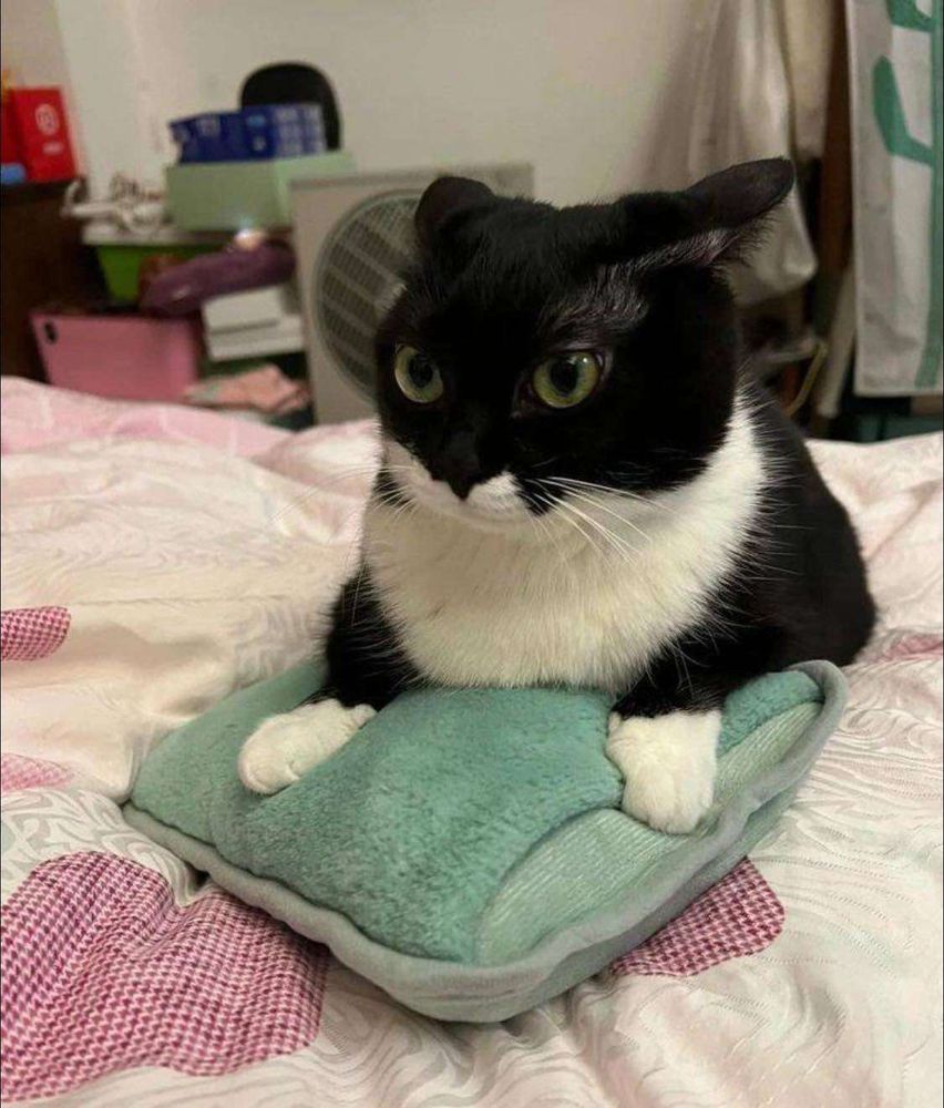 Gatinho preto e branco deitado de frente pra foto na cama apoiadinho num travesseirinho e olhando de lado com as orelhas pra trás
