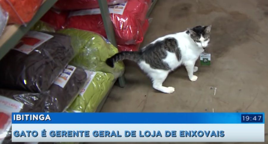 Foto de uma matéria num jornal na televisão mostrando um gato branco com cinza rajado usando crachá parado com cara de bravo num corredor de uma loja de enxovais e com a legenda do jornal dizendo 