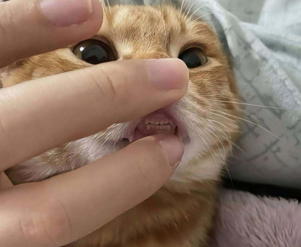 Dedos da mão de uma pessoa abrindo a boquinha de um gatinho laranja olhando de lado mostrando os dentinhos pequenininhos e retinhos dele