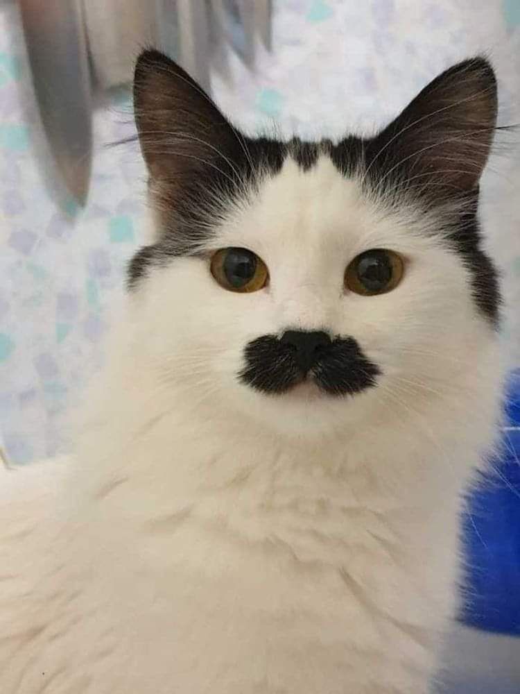 Gatinho branco com o topo da cabeça e orelhas pretas e uma manhca preta no focinho parecendo um bigodão