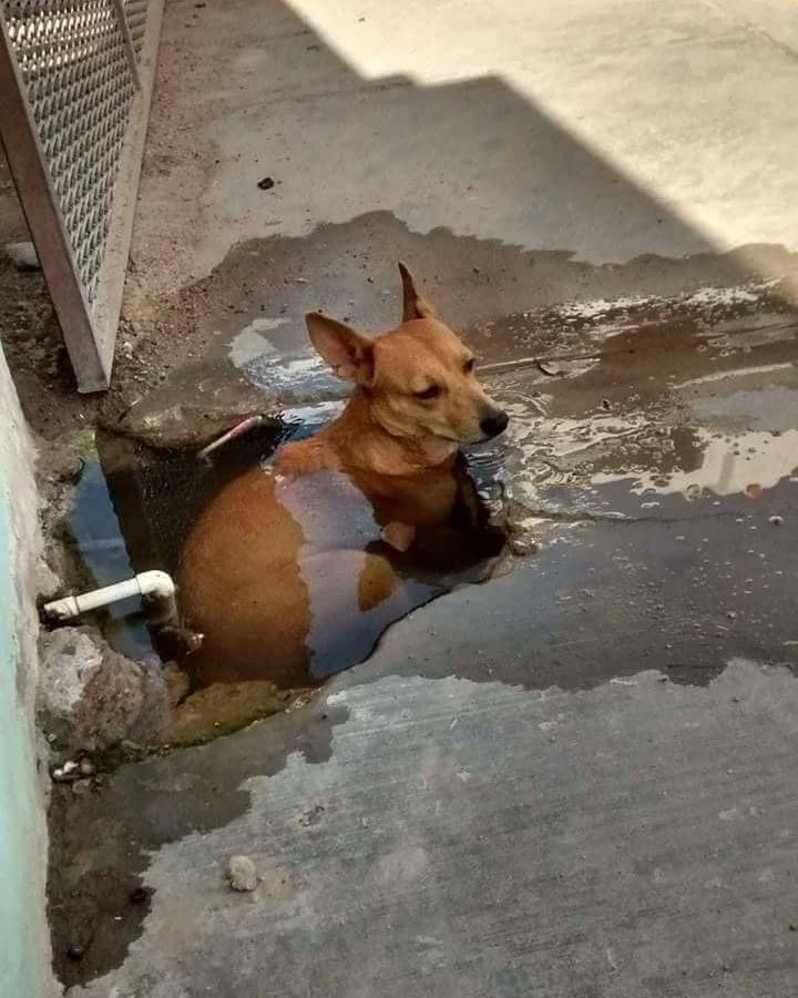 Cachorrinho caramelo deitado super de boas num buraco na calçada cheio de água até o pescocinho dele.