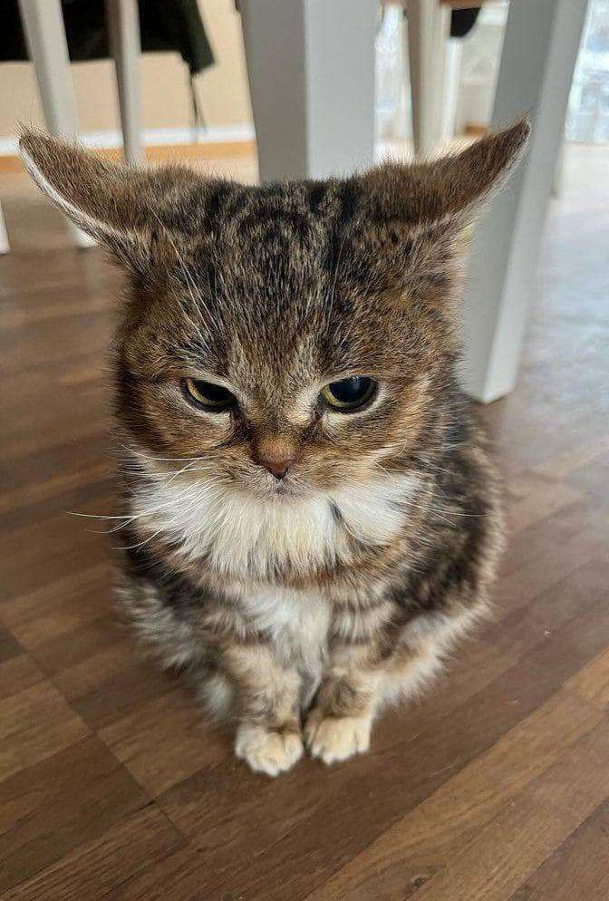 Foto meio de cima de um gatinho cinza rajadopeludinho sentado num chao de madeira olhando meio pra baixo com as orelhas de lado parecendo uma corujinha