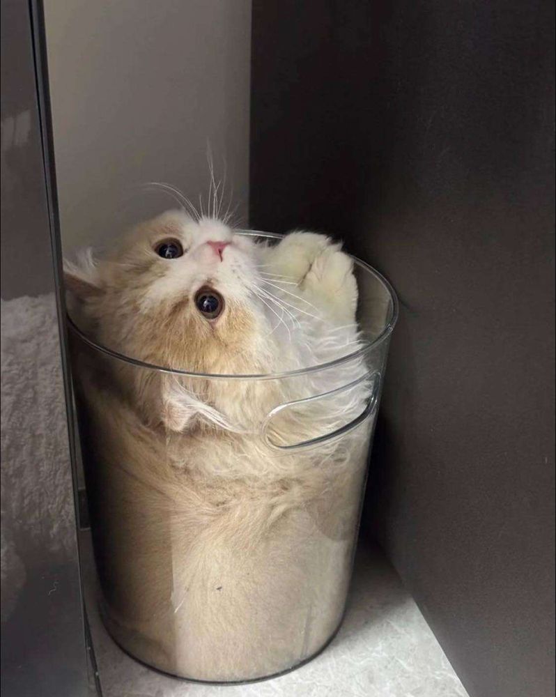 Gato branco e laranja peludão sentado dentro de um balde transparente com o rostinho pra fora preenchendo todo o balde como se ele fosse líquido