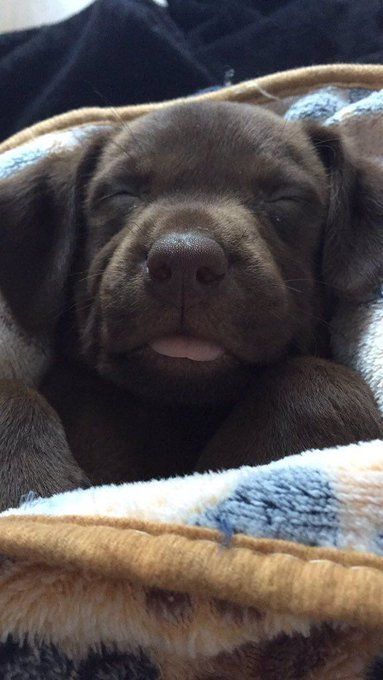 Rostinho de um filhotão de cachorro da raça labrador chocolate dormindo profundo de barriga pra cima cobertinho até o peito e com a pontinha da língua de fora