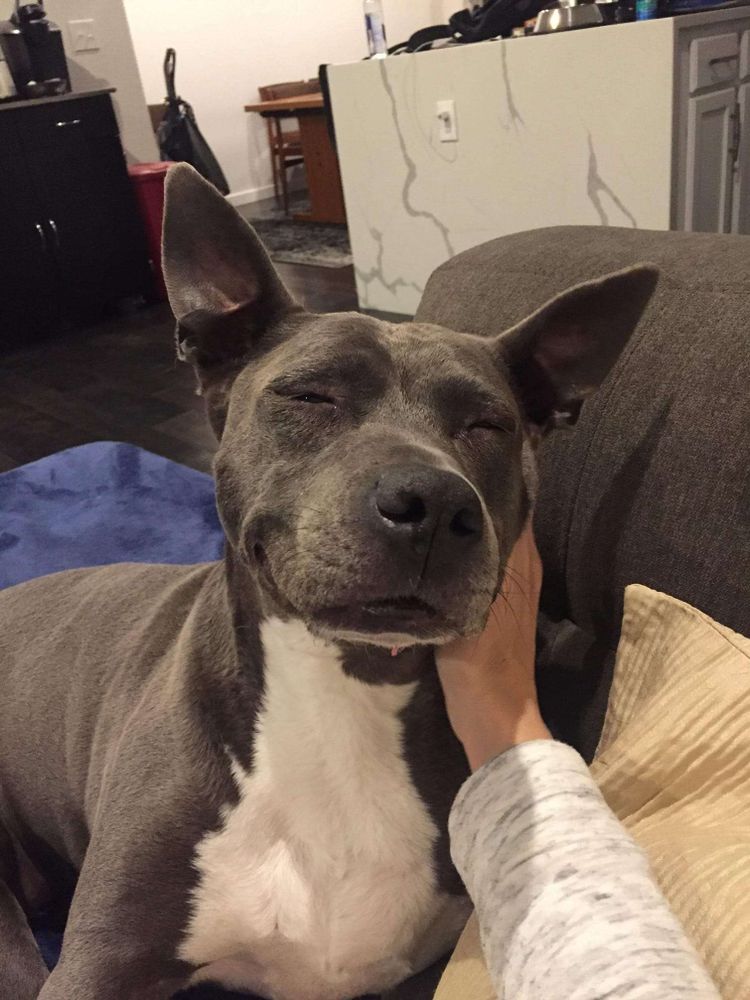ROstinho de um cachorrão cinza escuro com o peito branco deitado no sofá de olhos fechados com um leve sorriso ganhando cafunezinho atrás da orelha