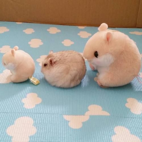 Em fila sobre um tapetinho azul com nuvenzinhas brancas, um hamster bege de pelúcia, um hamster de verdade bege e um hamster maior bege de pelúcia