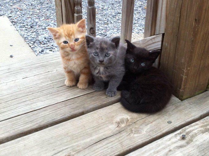 Três filhotinhos de gato pequenininhos sentados juntinhos de frente pra foto numa calçada de madeira, um laranjinha, um cinza e um pretinho
