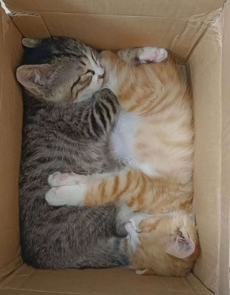 Gatinho cinza rajado dormindo de ladinho dentro de uma caixa de papelão e na sua frente um gatinho laranja dormindo de ladinho mas de ao contrário, eles estão bem encaixadinhos