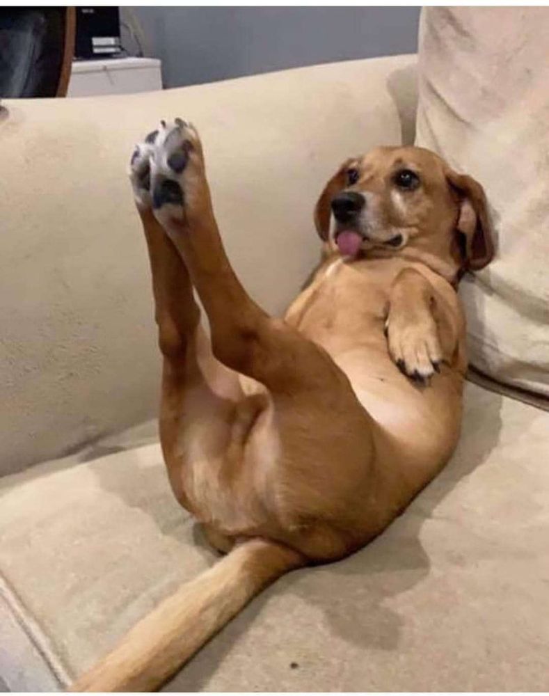 Cachorro caramelo deitado no sofá com a língua de fora e as patinhas traseiras pra cima
