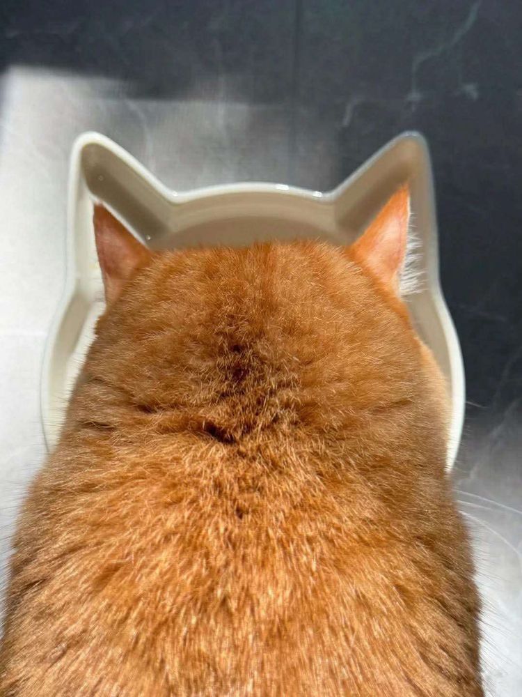 Foto e cima pra baixo de um gato laranja gordo de costas pra foto comendo num pote de cerâmica branco que tem o mesmo formato da cabecinha dele parecendo encaixar perfeitamente