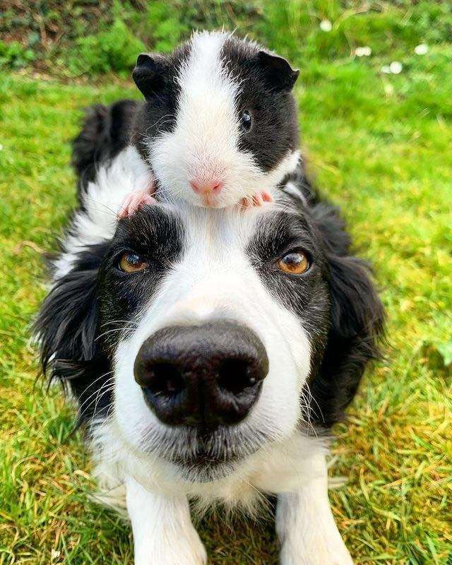 Cachorro da raça border collie deitado no gramado verdinho de frente pra foto olhando pra foto e sobre a cabecinha dele um porquinho da índia preto e branco com o mesmo padrão de cores do cachorro