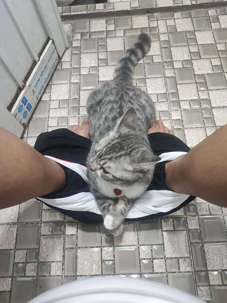 Pernas de uma pessoa sentada na privada com as calças arriadas e sobre as calças arriadas um gato cinza rajado deitado super de boas