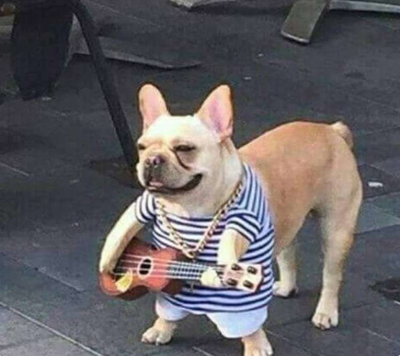 cachorro da raça buldogue francês na cor bege sorridente usando camisetinha listrada azul e branca com bracinhos segurando um ukulele que parece um cavaquinho e um cordão de ouro no pescoço