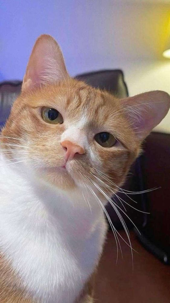 Rostinho de um ato laranja e branco de olhos verdes olhando diretamente pra foto com carinha de julgamento