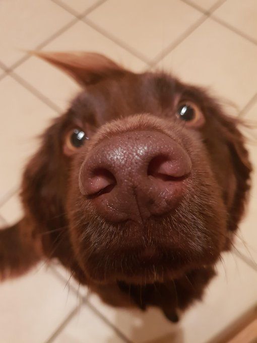 Foto de cima pra baixo de um cachorro da raça labrador chocolate olhando pra cima pra foto com o nariz bem perto da foto