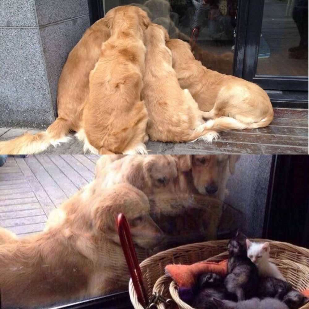 Imagem composta por duas fotos. 1 Quatro belos cães da raça golden retriever sentados aglomeradinhos de costas pra foto encarando um vidro transparente. 2 Foto do lado de dentro do vidro mostrando um cesto cheio de filhotinhos de gato e o rostinho dos cachorros juntinhos quase grudados no vidro.