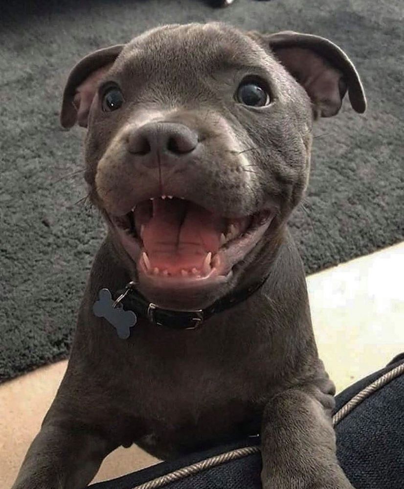 Filhote de cachorro pitbull de pé apoiando duas patas no sofá todo fofinho sorridente mostrando os dentinhos pequenininhos e pontudos