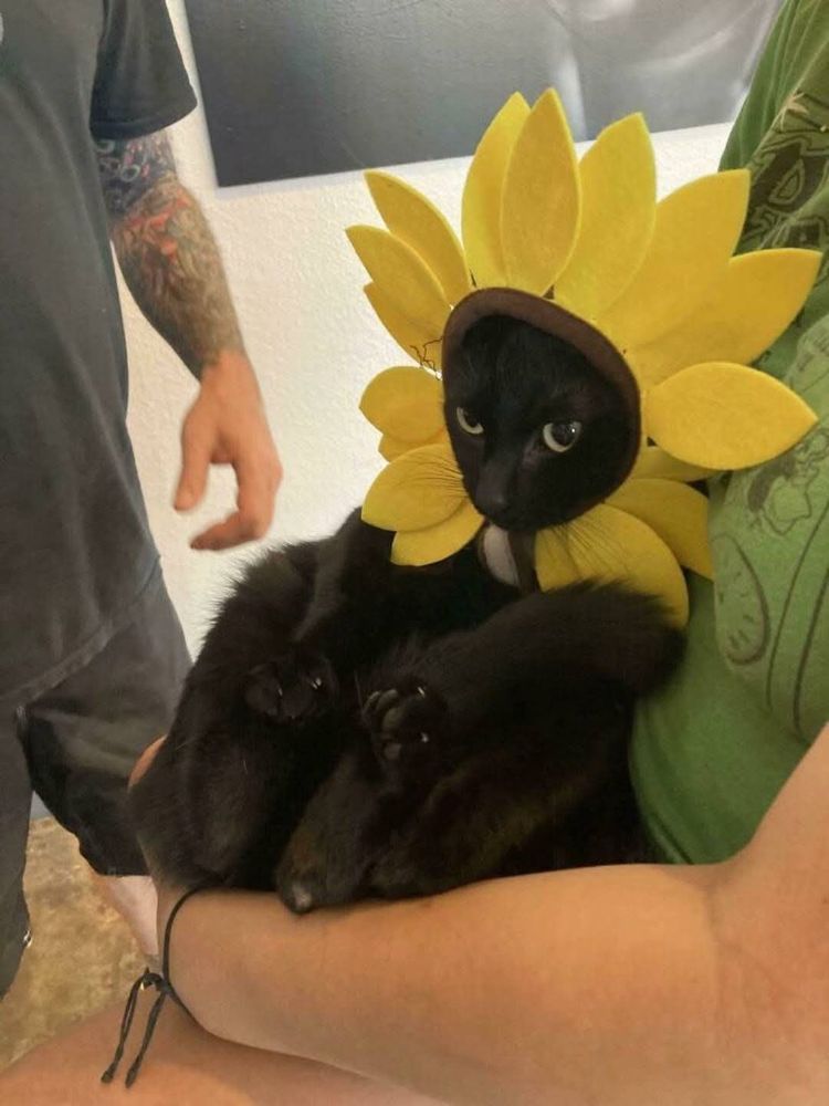 deitado no colo de uma pessoa um Gato preto usando um arco ao redor da cabeça cheio de pétalas amarelas fazendo parecer que ele é um girassol 