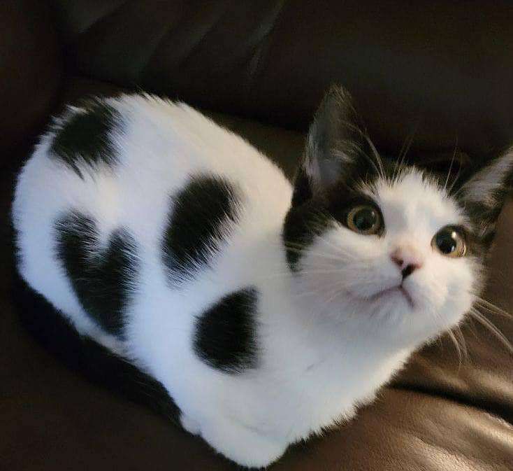 Gatinho branco com manchas pretas deitado num sofá de couro marrom de lado pra foto e olhando pra cima