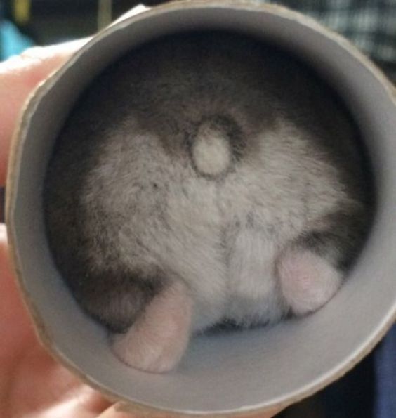 Pitoquinho e bundinha de um hamsterzinho cina dentro de um tubo de papel