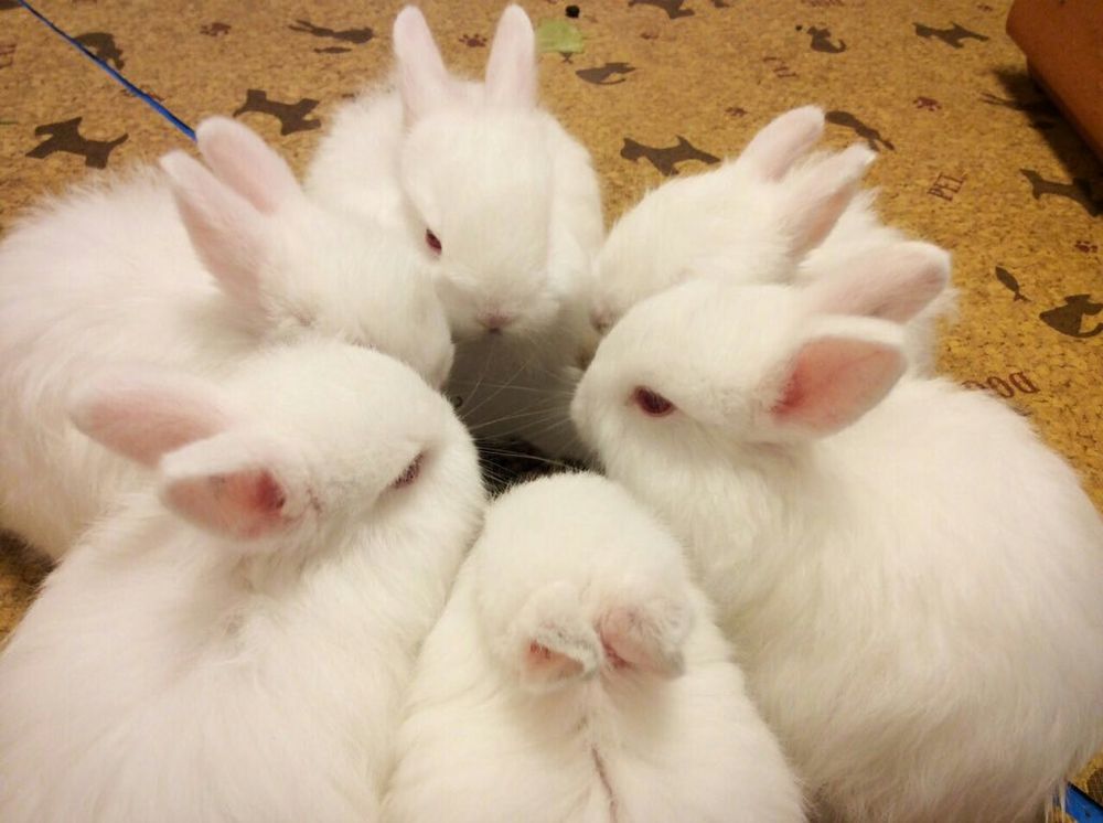 Uma rodinha de coelhinhos brancos bem juntinhos parecendo estar fazendo uma reunião