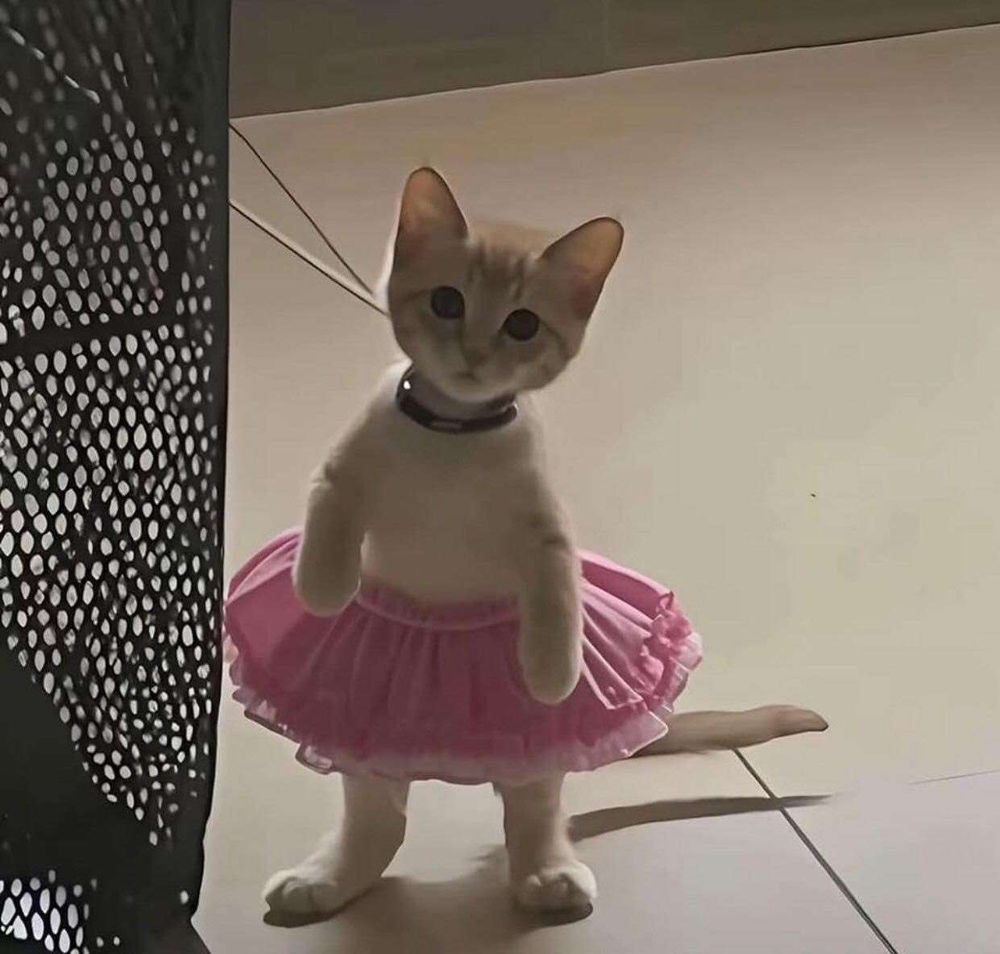 Gatinho branco e laranja de pezinho nas patas de trás olhando pra foto usando uma saia rosa de balé