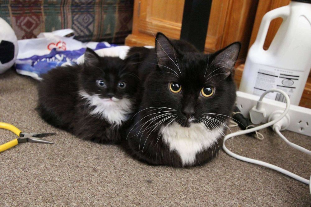 Gato preto com o peitinho branco deitado no carpete de uma sala cheia de coisa no chão e ao seu lado um gatinho filhote preto com o peitinho e a parte de baixo do focinho branco.