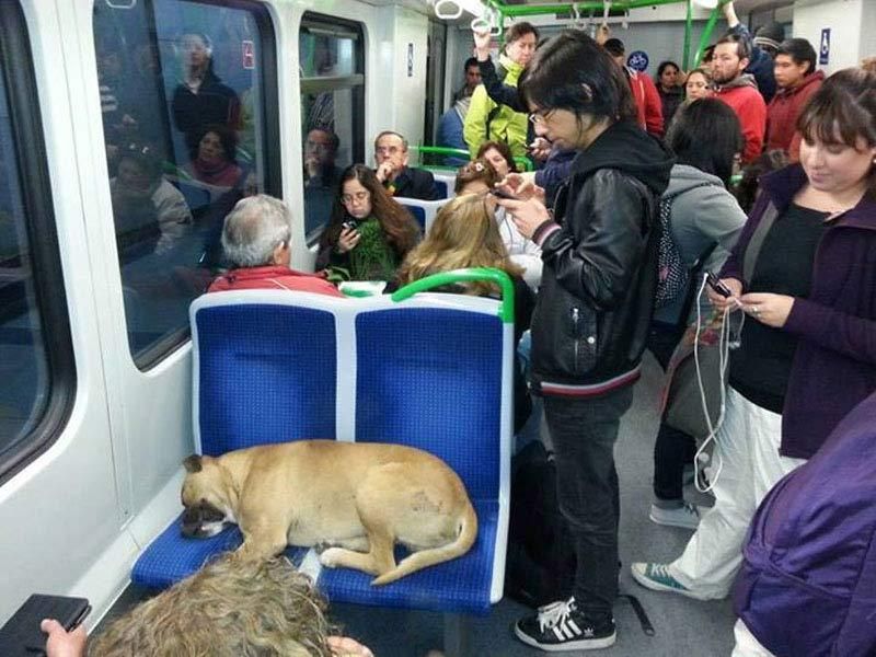 Ônibus lotado com gente em pé e sentada e um cachorro caramelo dormindo gostoso de ladinho sobre dois bancos do ônibus