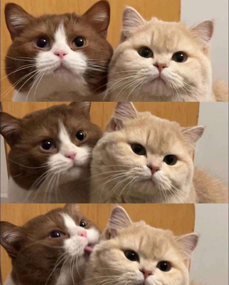 Imagem composta por 3 fotos. 1 Rostinho de um gato laranja e um gato marrom e branco com as carinhas redondinhas e os olhos redondinhos olhando pra foto. 2 Os mesmos rostinhos dos gatinhos agora olhando meio de lado. 3 Os mesmos rostinhos dos gatinhos, o laranja olhando de lado e o marrom e branco lambendo a nuca do laranja.