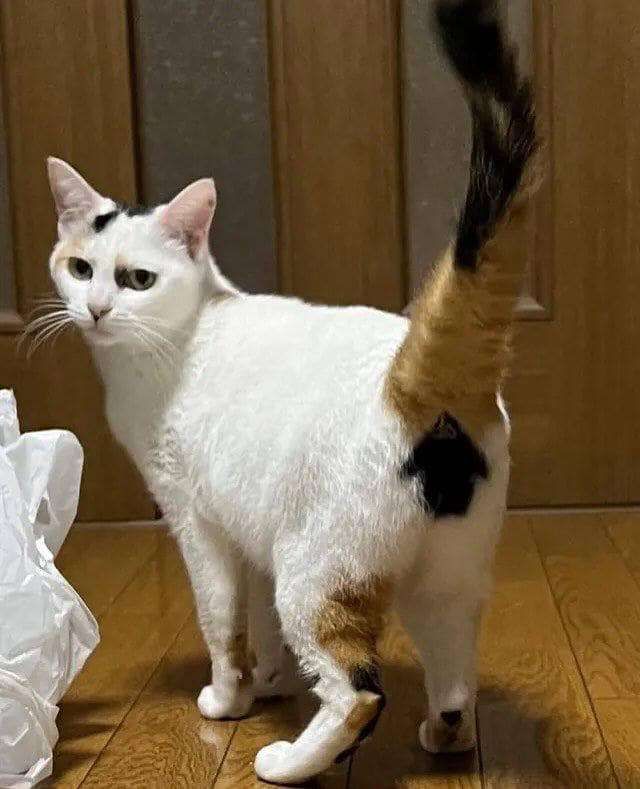 Gato branco com mancha preta e laranja na cabeça, com o rabo laranja e preto e uma mancha preta no butico em formato de seta pra cima parado num chão de madeira de costas pra foto e olhando pra foto com cara de revoltado
