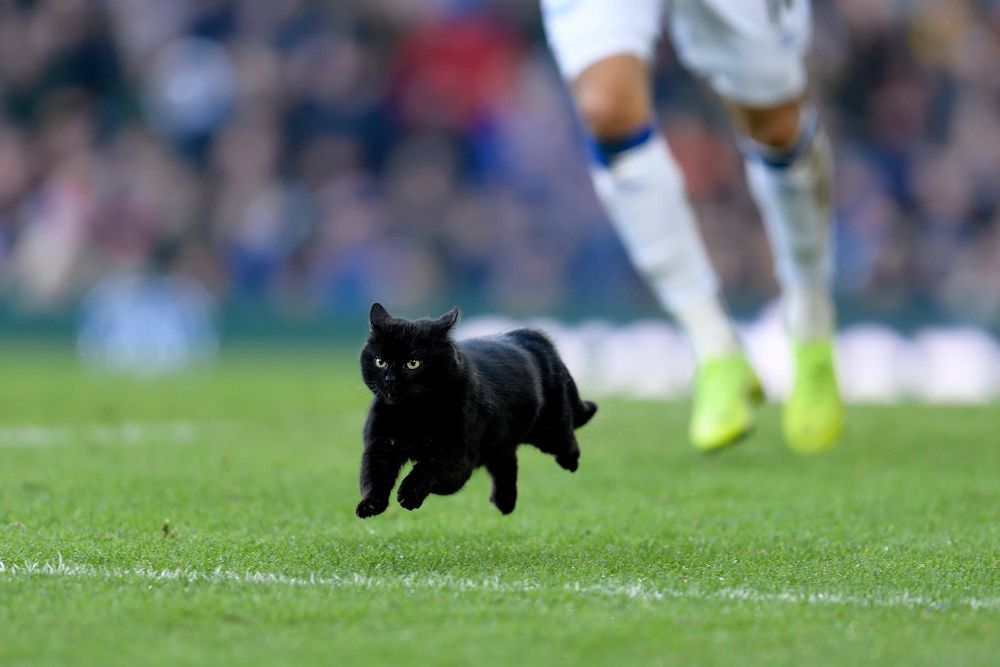 Gato preto correndo no gramado verdinho de um estádio durante uma partida de futebol. Ao fundo da pra ver as pernas de jum jogador usando calção e meiões brancos e chuteiras amarelas.