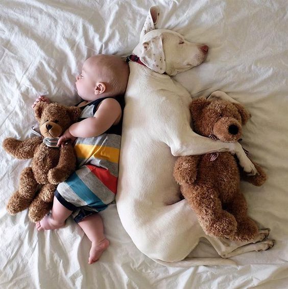 Neném usando uma roupinha colorida listrada e um cachorro branco maior que o neném dormindo gostoso na mesma cama com as costinhas coladas e cada um virado pra um lado abraçado com um ursinho de pelúcia marrom