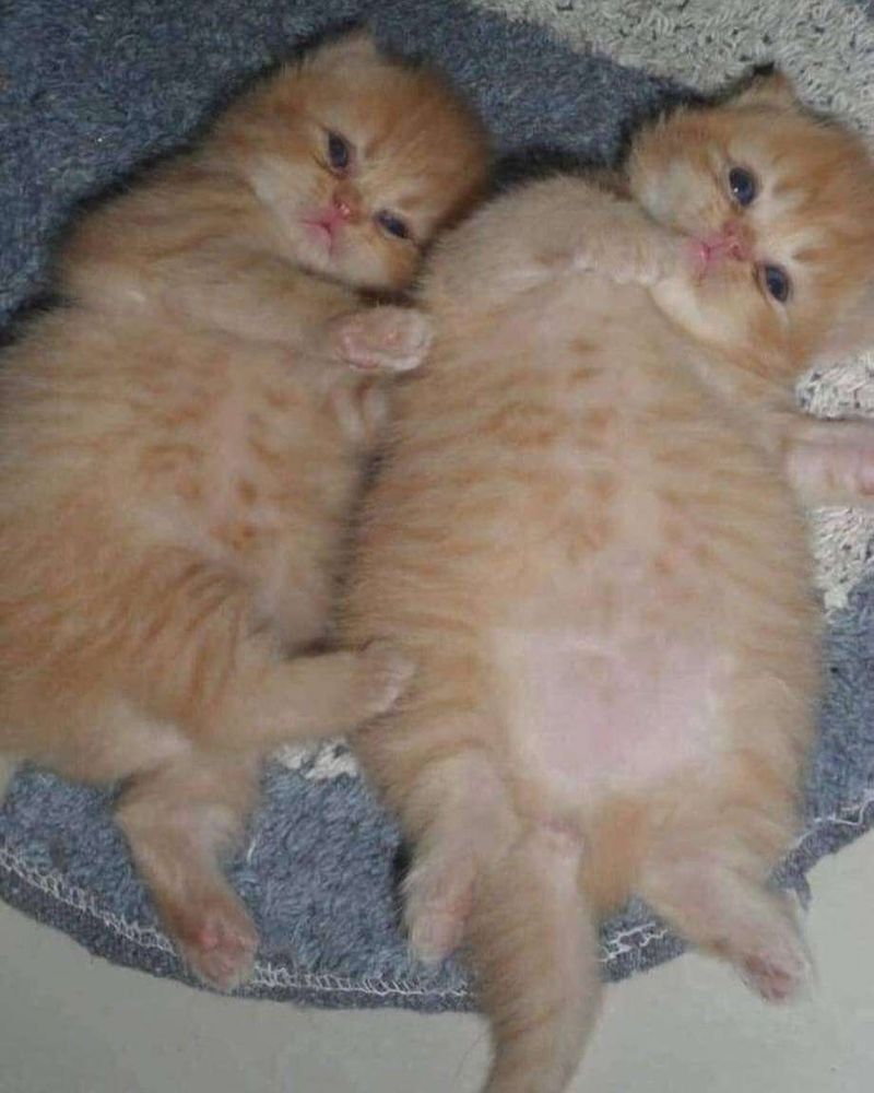 Dois gatinhos laranja filhotes deitadinhos lado a lado de barriga pra cima com a barriguinha bem saliente de filhotinho