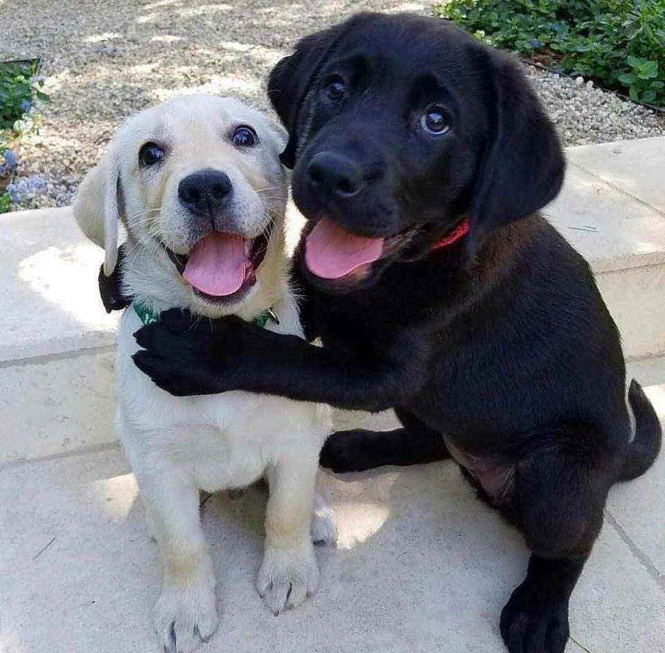 FIlhote de cachorro da raça labrador amarelo sentado na calçada e olhando todo sorridnete pra foto e abraçado nele um filhote de cachorro da mesma raça, mas preto e também olhando sorridente pra foto