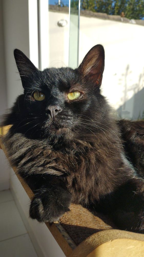 Rostinho de um belo gato preto peludão de olhos amarelos olhando de lado tomando sol na maior pose de galã