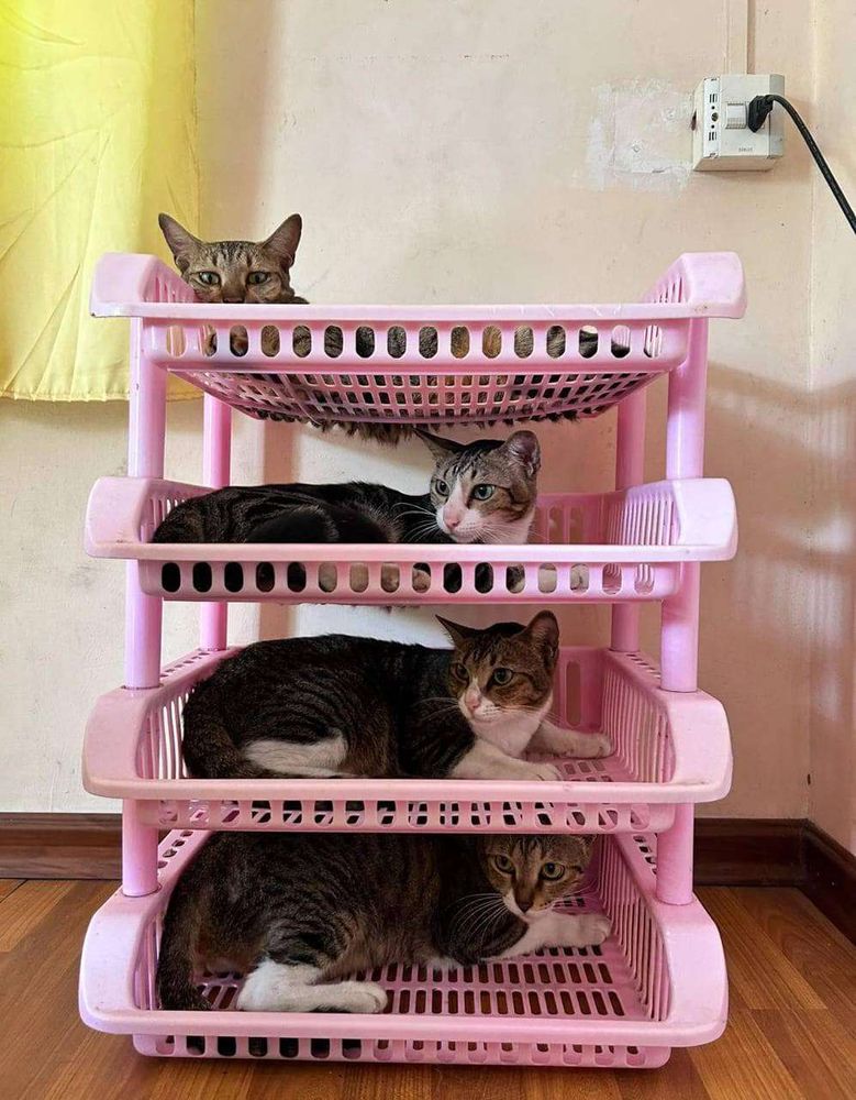 Fruteira rosa de plástico de quatro andares e com um gato cinza rajado e branco deitado em cada andar.