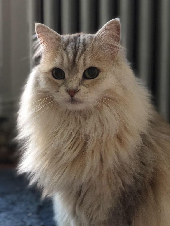 Rostinho de um belo gato cinza claro peludão com uma juba ao redor do rostinho olhando pra foto