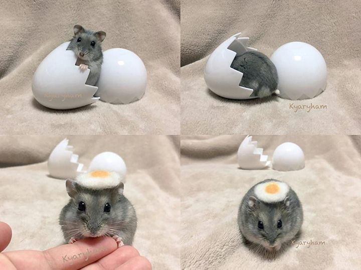 Imagem composta por 4 fotos. 1 Hmaster cinza bonitinho saindo só com a cabecinha de fora de dentro de uma casca de ovo quebrada no meio de plástico sobre uma coberta. 2 Só a bundinha de fora do hamster dentro da casca de ovo de plástico. 3 O hamster bonitinho com uma clara e gema de mentira sobre a cabeça segurando com as patinhas da frente o dedo da mão de uma pessoa e ao fundo as cascas de ovo. 4 O hamster paradinho de frente pra foto com a clara e gema de mentira sobre a cabeça e ao fundo as cascas de ovo.