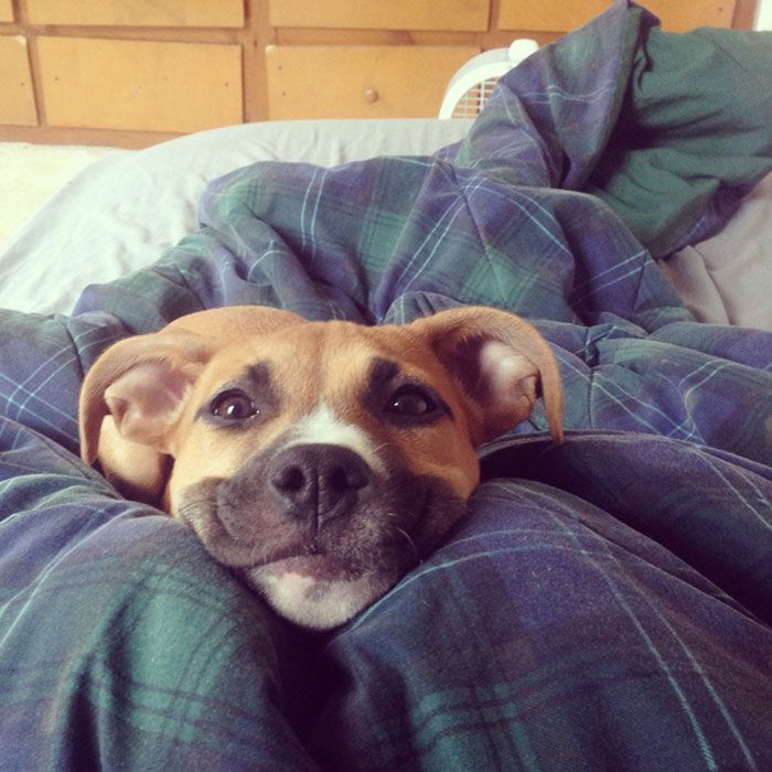 Cachorro marrom com o focinho preto deitado sobre as pernas cobertas por um cobertor azul da pessoa que tirou a foto e olhando pra foto com uma carinha super amorosa com um leve sorrisinho