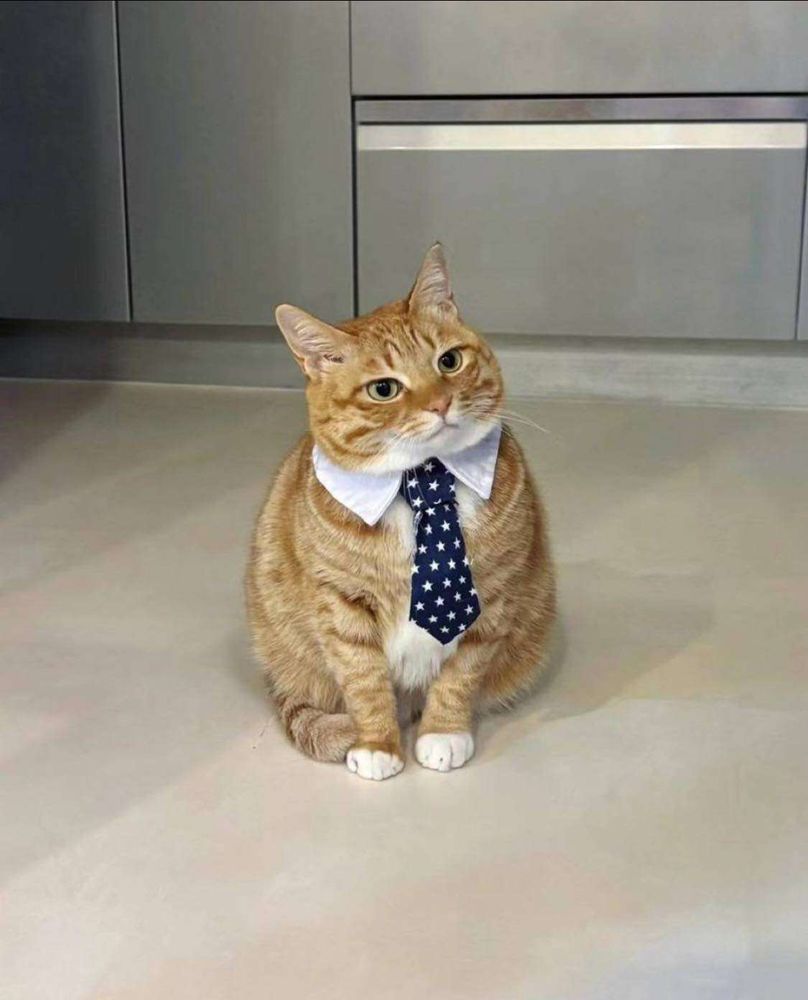 Gato laranja gordinho sentado no chão de frente pra foto olhando meio de lado vestindo uma gravata azul escura com estrelinhas estampadas e um colarinho branco