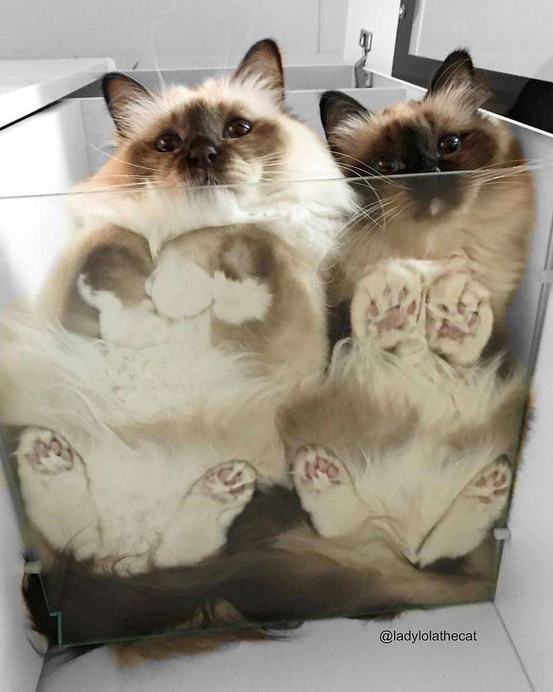 Foto de baixo pra cima de dois gatos siameses peludões deitados lado a lado sobre uma prateleira de vidro e olhando pra baixo pra foto