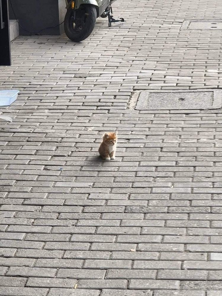 Foto meio de longe de um filhote de gatinho laranja bem pequenininho sentado na calçada