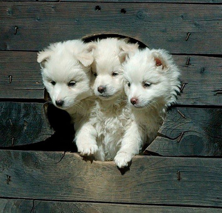 Cabecinha de 3 cachorrinhos brancos peludinhos idênticos saindo de um buraco em uma parede de madeira parecendo ser um cachorro de 3 cabeças