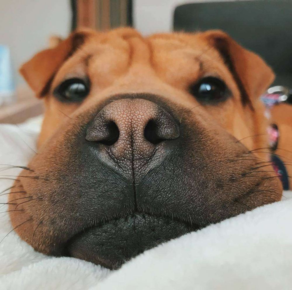 Rostinho de um cachorrão marrom com o focinho preto as orelhinhas dobrasinhas sobre a cabeça a testinha enrugada os olhinhos pretinhos redondinhos e o nariguinho desbotado deitado na cama de frente pra foto bem pertinho da foto