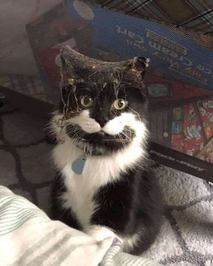 Gato preto e banco gorducho lindo sentado no carpete ao lado da cama com a carinha e a cabeça toda cheia de teia de aranha olhando pra foto com os olhos arregalados