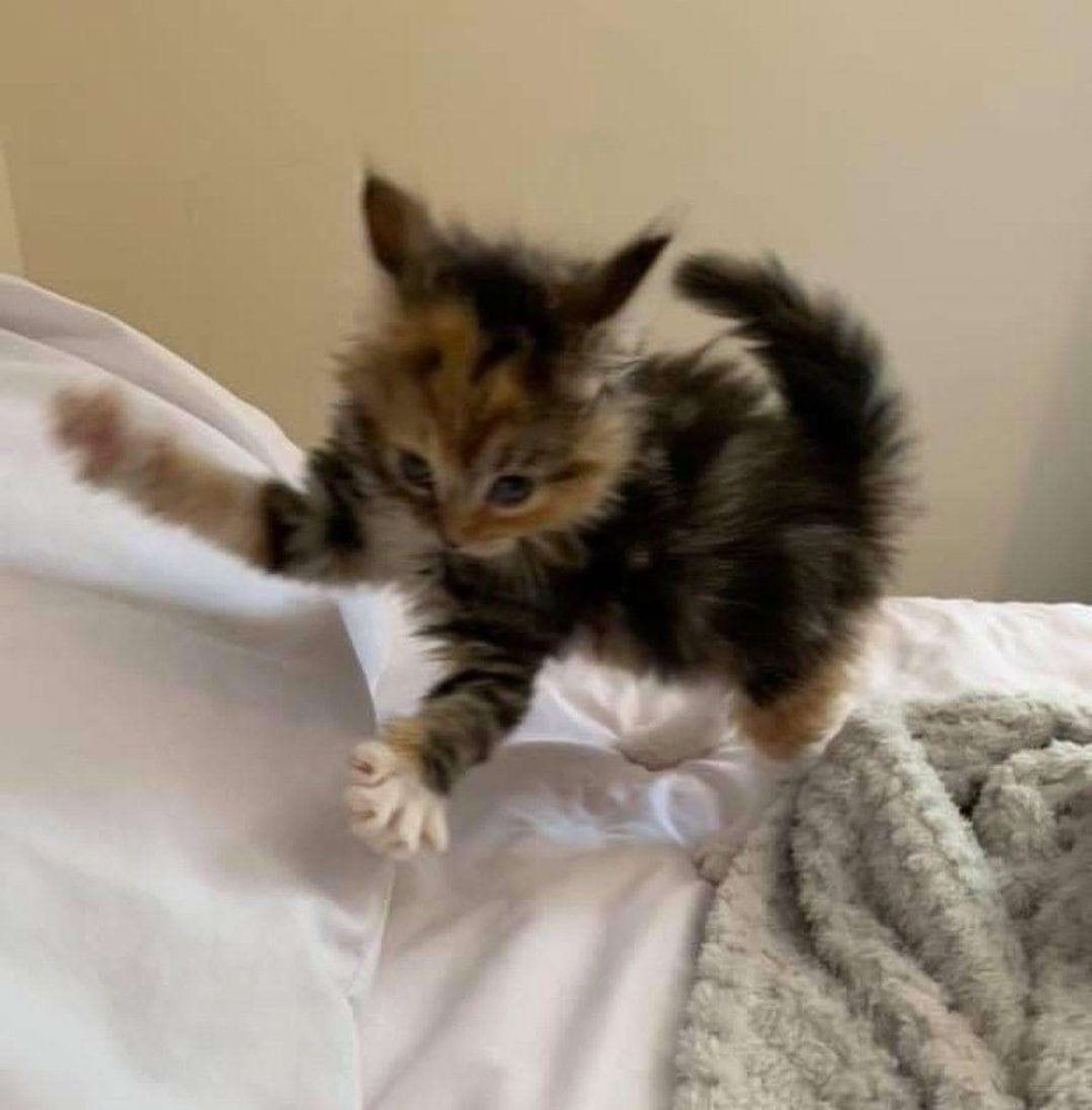 Gatinha tricolor pequenininha arrepiada sem cima da cama num pose de ataque com cara de maluca
