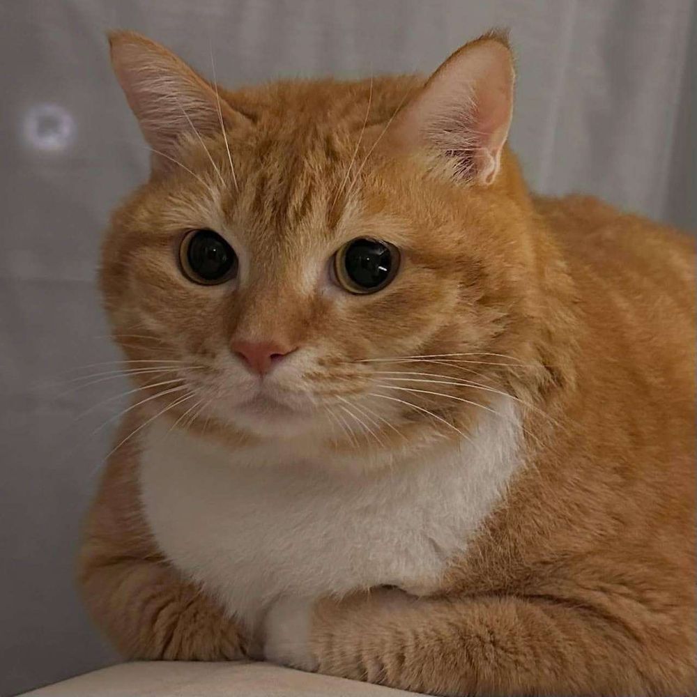 Gatinho laranja com o peito branco gordinho com o rostinho redondo deitado meio de lado pra foto com as patinhas da frente dobradinhas na frente do peito parecendo um braço cruzado e olhando pra frente com carinha de pensativo
