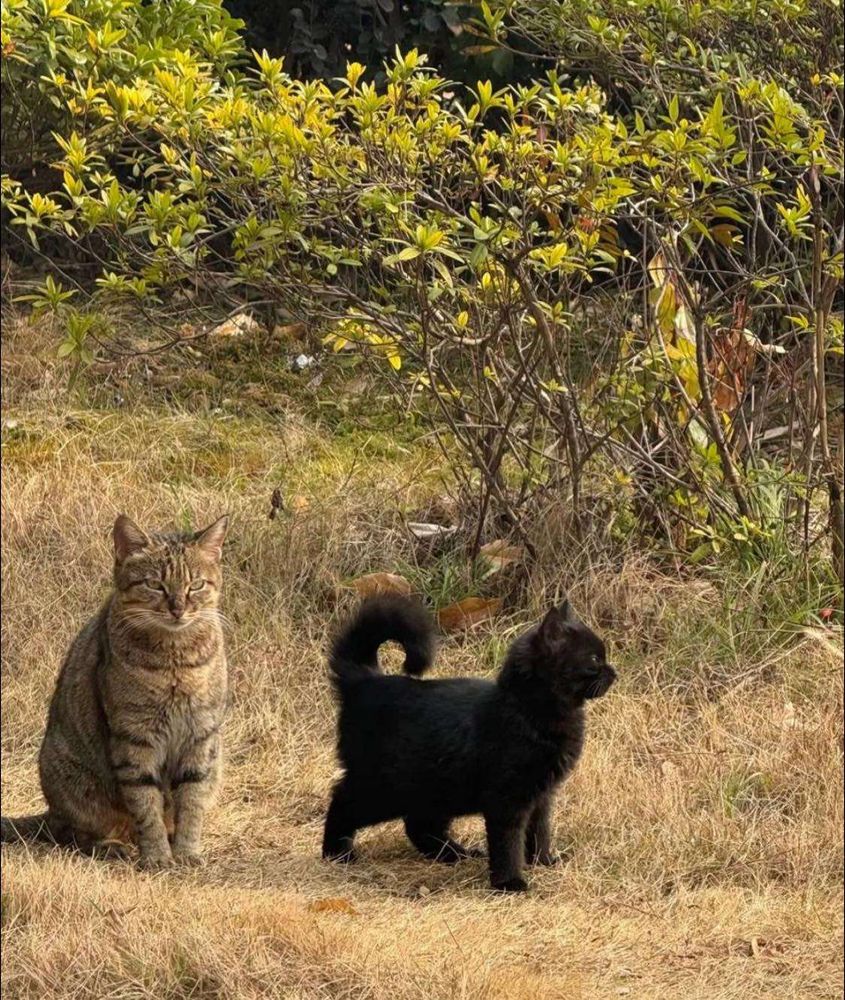 Gato cinza rajado sentado de frente pra foto na grama seca com uma carinha séria e ao lado dele um gatinho preto peludinho pequenininho paradinho de lado pra foto todo lindinho e ao fundo algumas vegetações